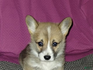 Welsh Corgi Pembroke dogs Riley - Ad 1