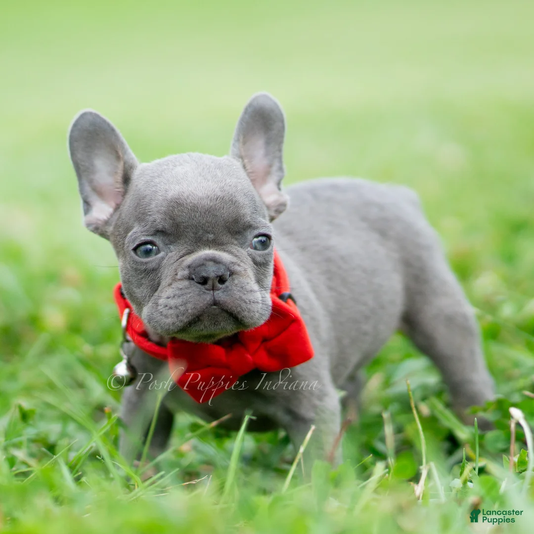 French Bulldog dogs for sale: Gumbo - Ad 2