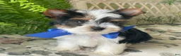 Biewer Terrier dogs for sale: Whisper - Ad 12