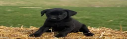 Labrador Retriever dogs for sale: Gina - Ad 2