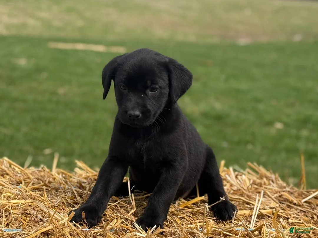 Labrador Retriever dogs for sale: Gina - Ad 2
