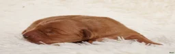 Golden Retriever dogs for sale: Daisy -AKC, Genetically Clear - Ad 39