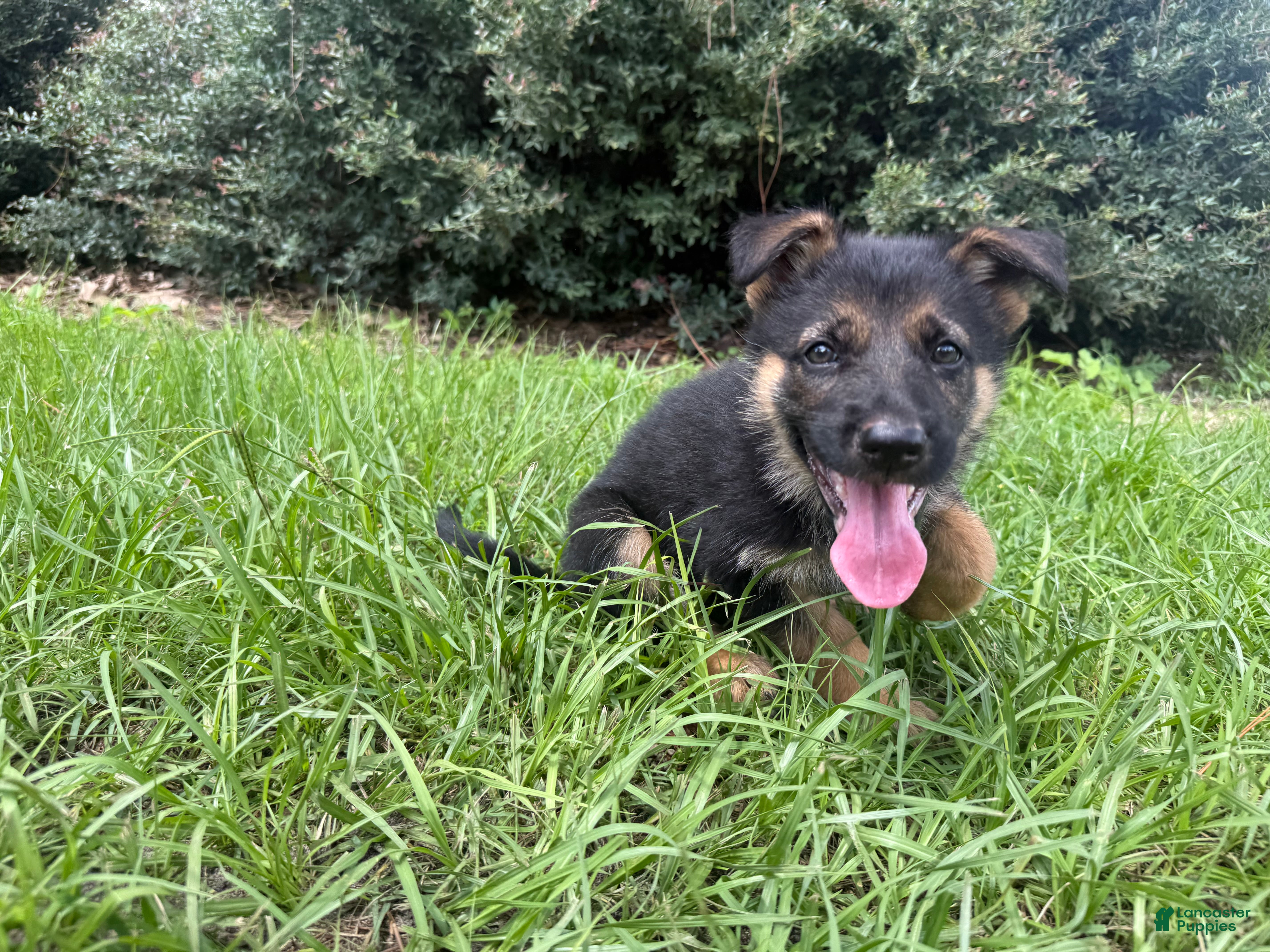 German Shepherd dogs Daffodil - Ad 1