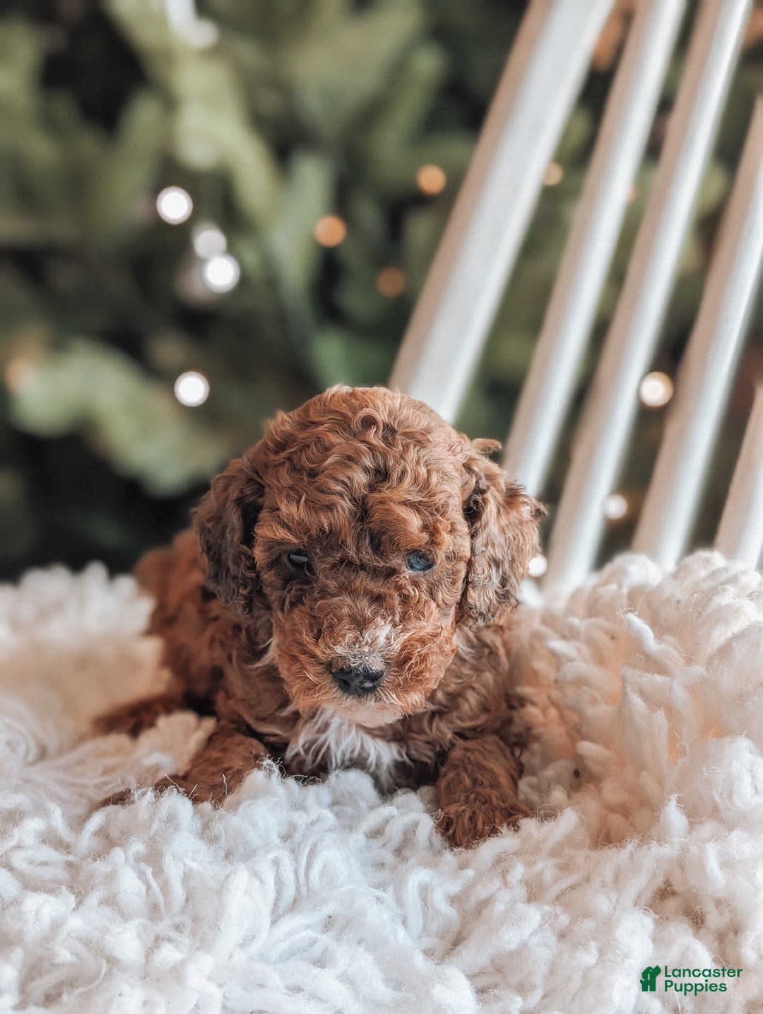 Toy Poodle dogs for sale: Cinnamon  - Ad 3