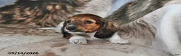 Miniature Dachshund dogs for sale: Teddy - Ad 4
