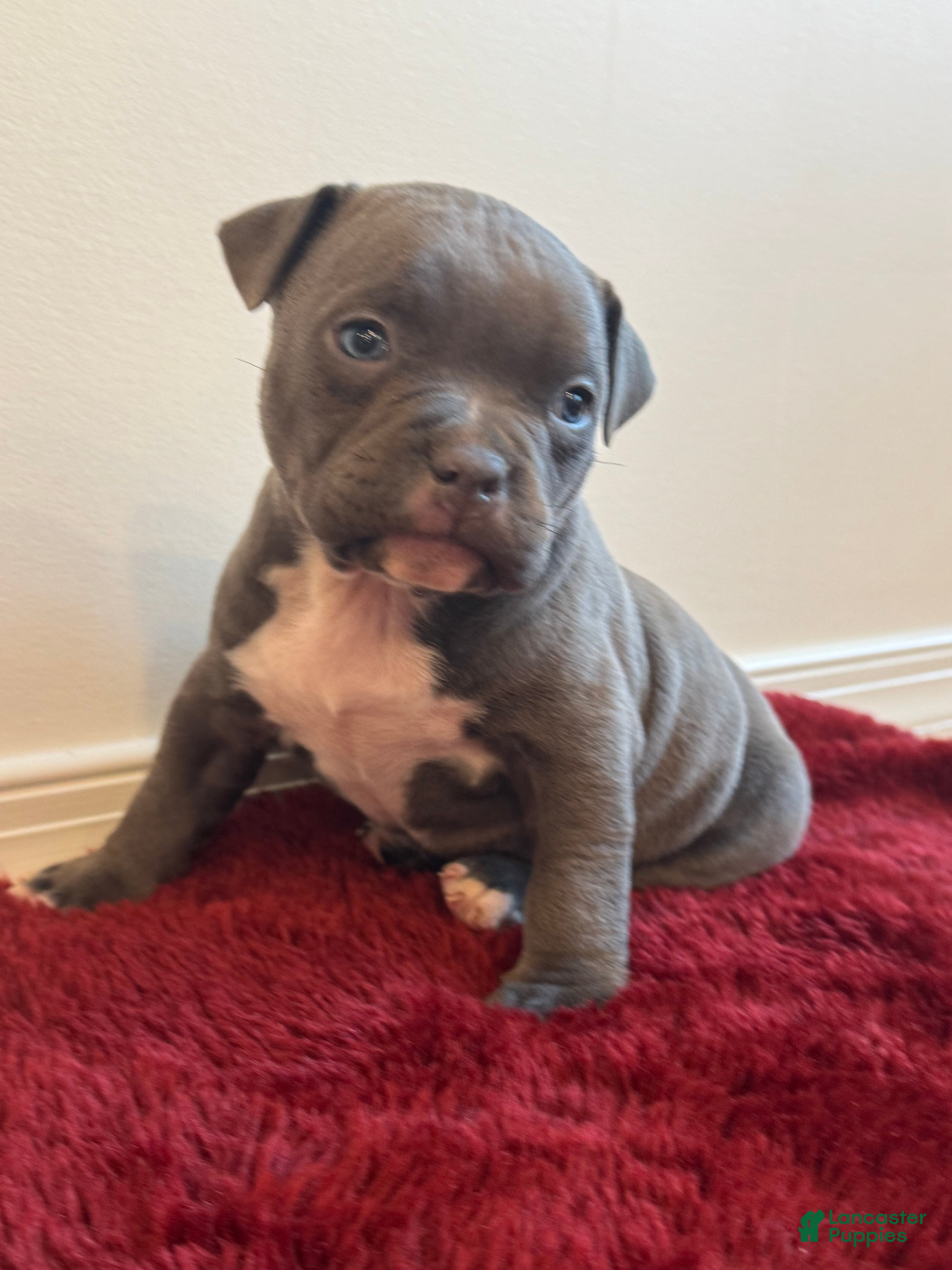 American Bully dogs Birdie - Ad 3