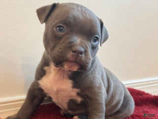 American Bully dogs Birdie - Ad 7