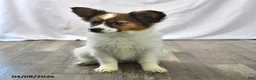 Papillon dogs for sale: Swallowtail - Ad 3