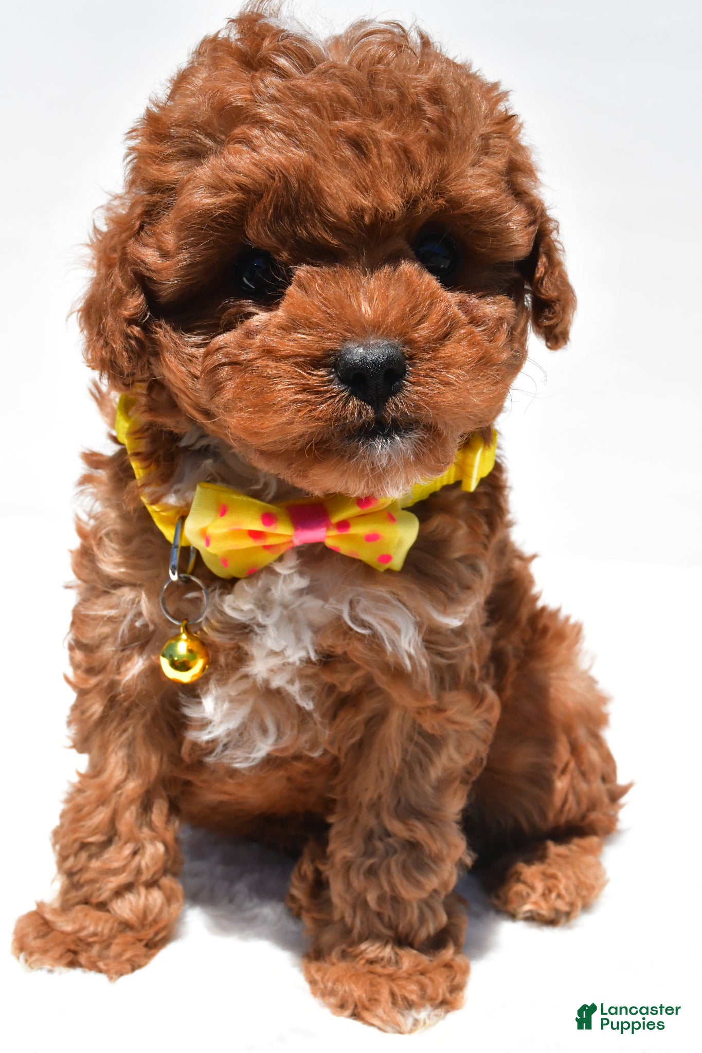 Cavapoo dogs for sale: Sparky f1b - Ad 1