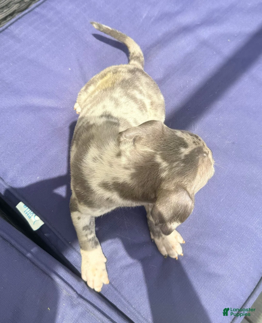 American Bully dogs for sale: "JAY Z" BLUE MERLE - Ad 9