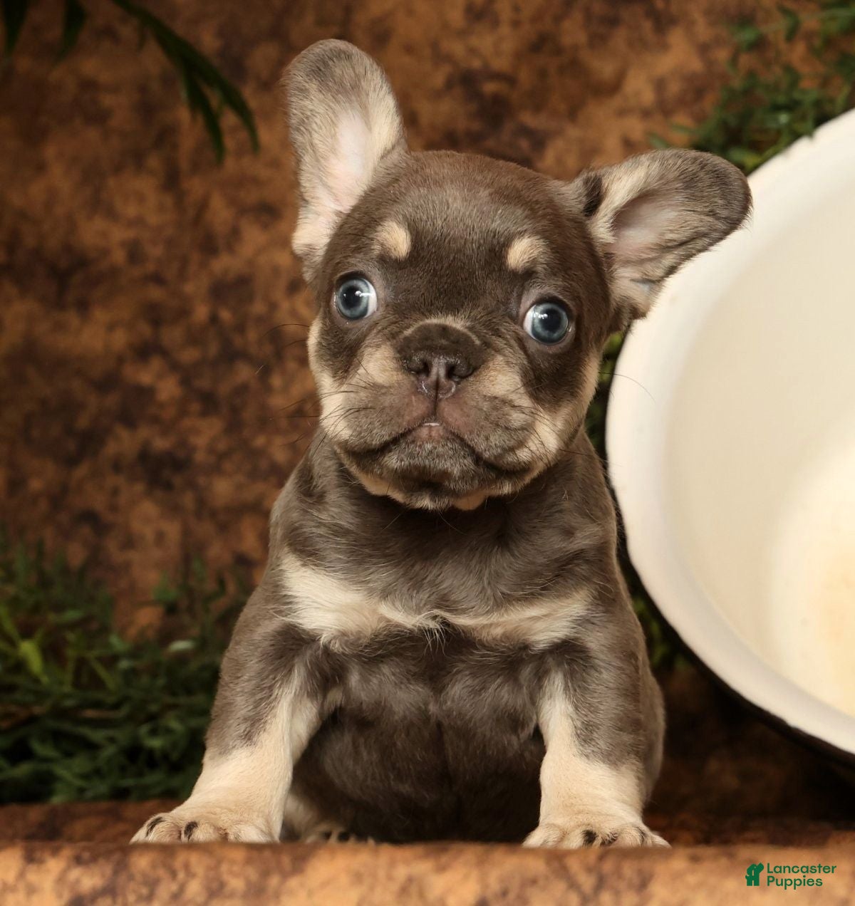 French Bulldog dogs for sale: Leo - Ad 6