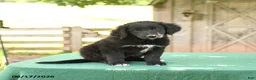 Mixed Breed dogs for sale: Sophia - Ad 5
