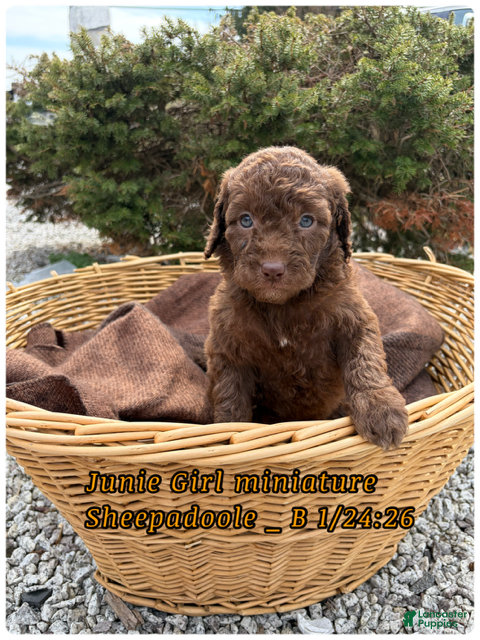 Sheepadoodle dogs Junie  - Ad 22