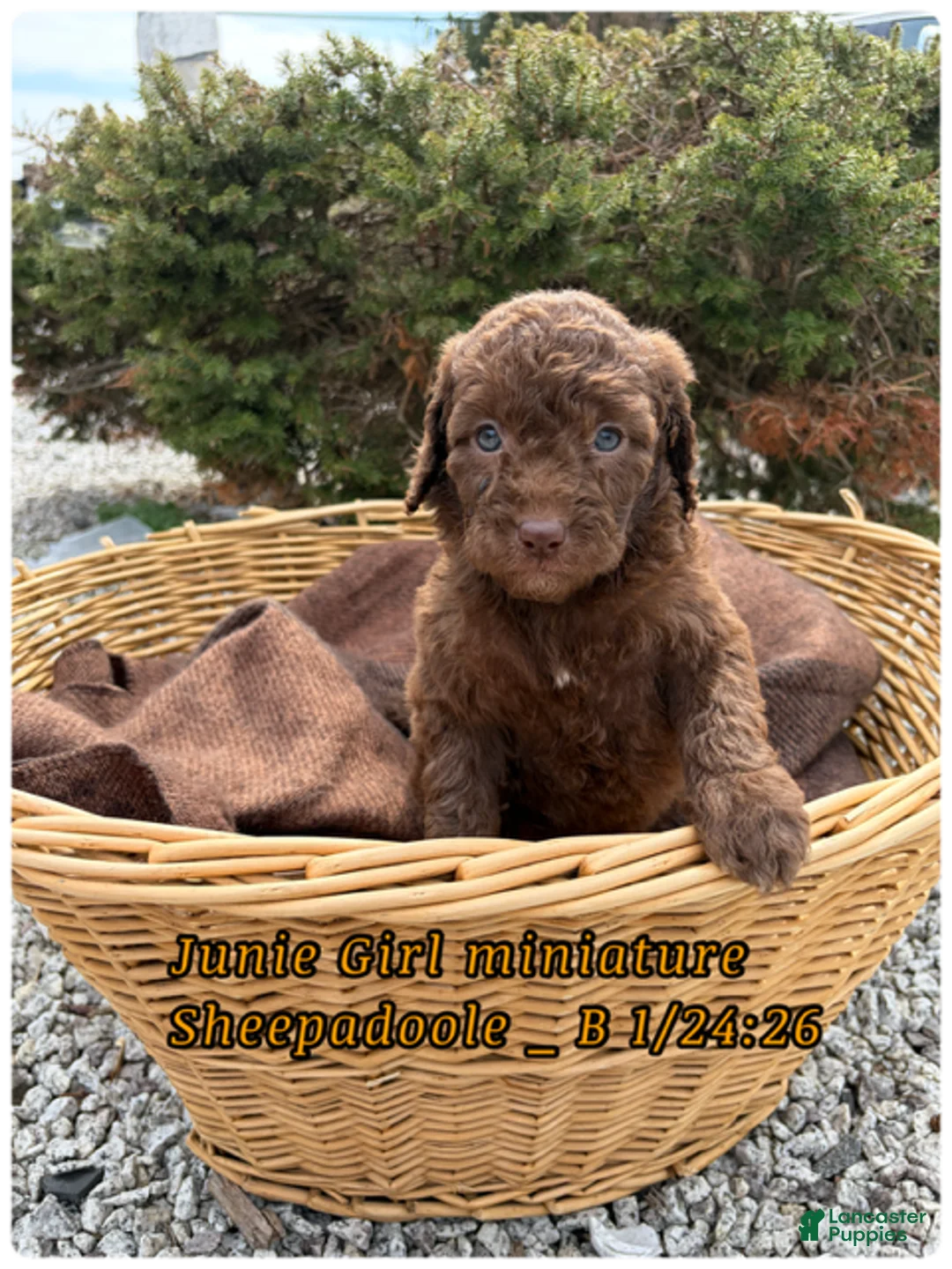 Sheepadoodle dogs for sale: Junie  - Ad 1