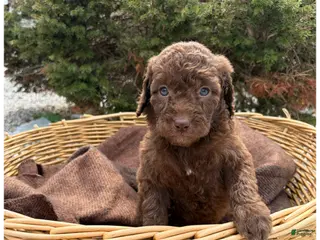 Sheepadoodle dogs Junie - Ad 22