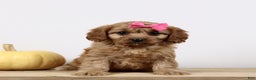 Cavapoo dogs for sale: Macey - Ad 4