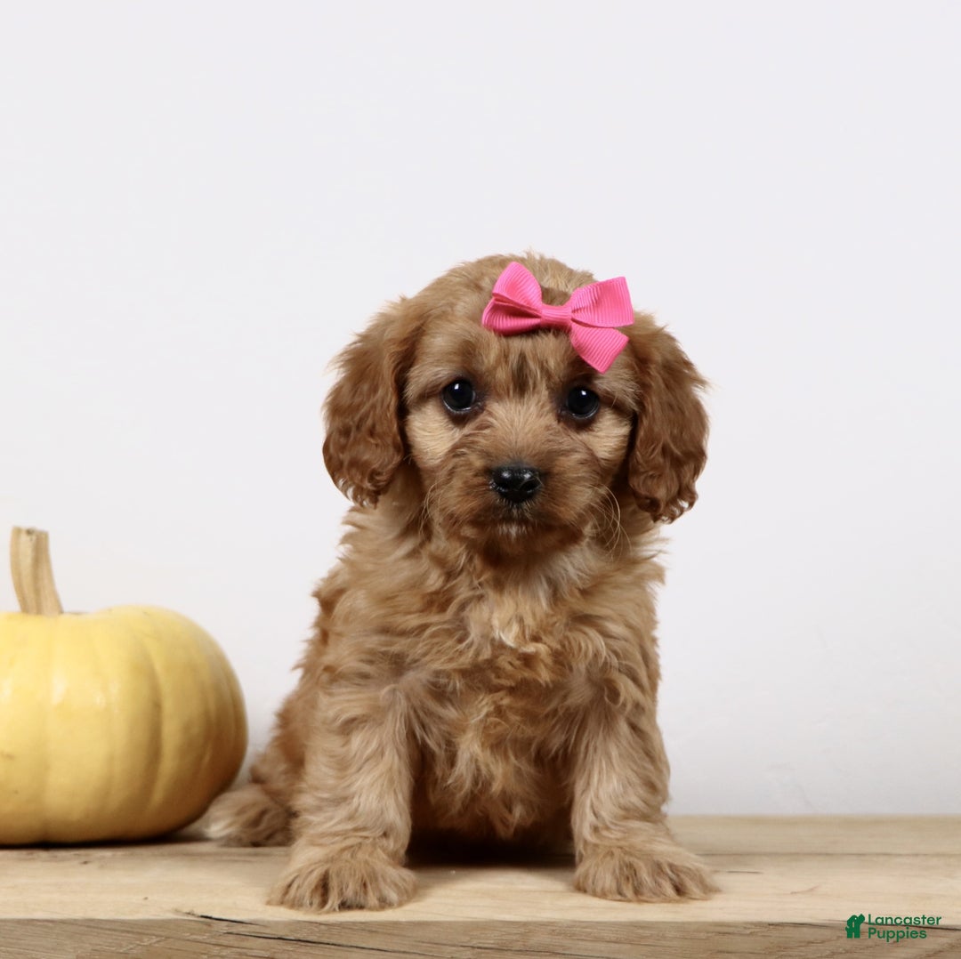 Cavapoo dogs for sale: Macey - Ad 4