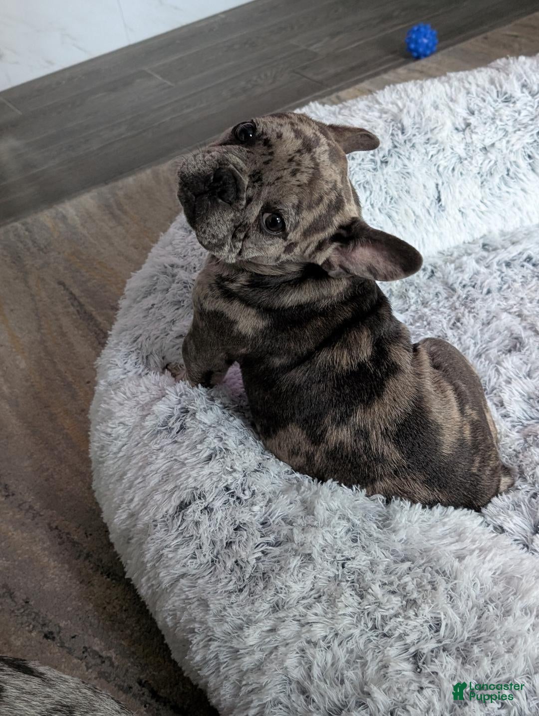 French Bulldog dogs Simon - Ad 2