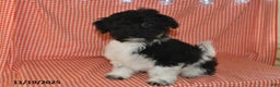 Havanese dogs for sale: Jack  - Ad 4