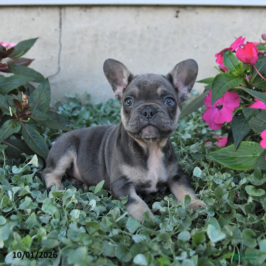 French Bulldog dogs for sale: Fergus - Ad 1