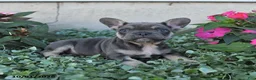 French Bulldog dogs for sale: Fergus - Ad 3
