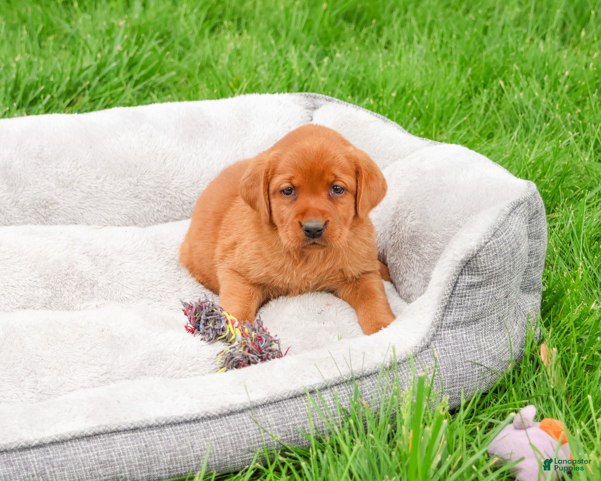 Labrador Retriever dogs Rachel  - Ad 39