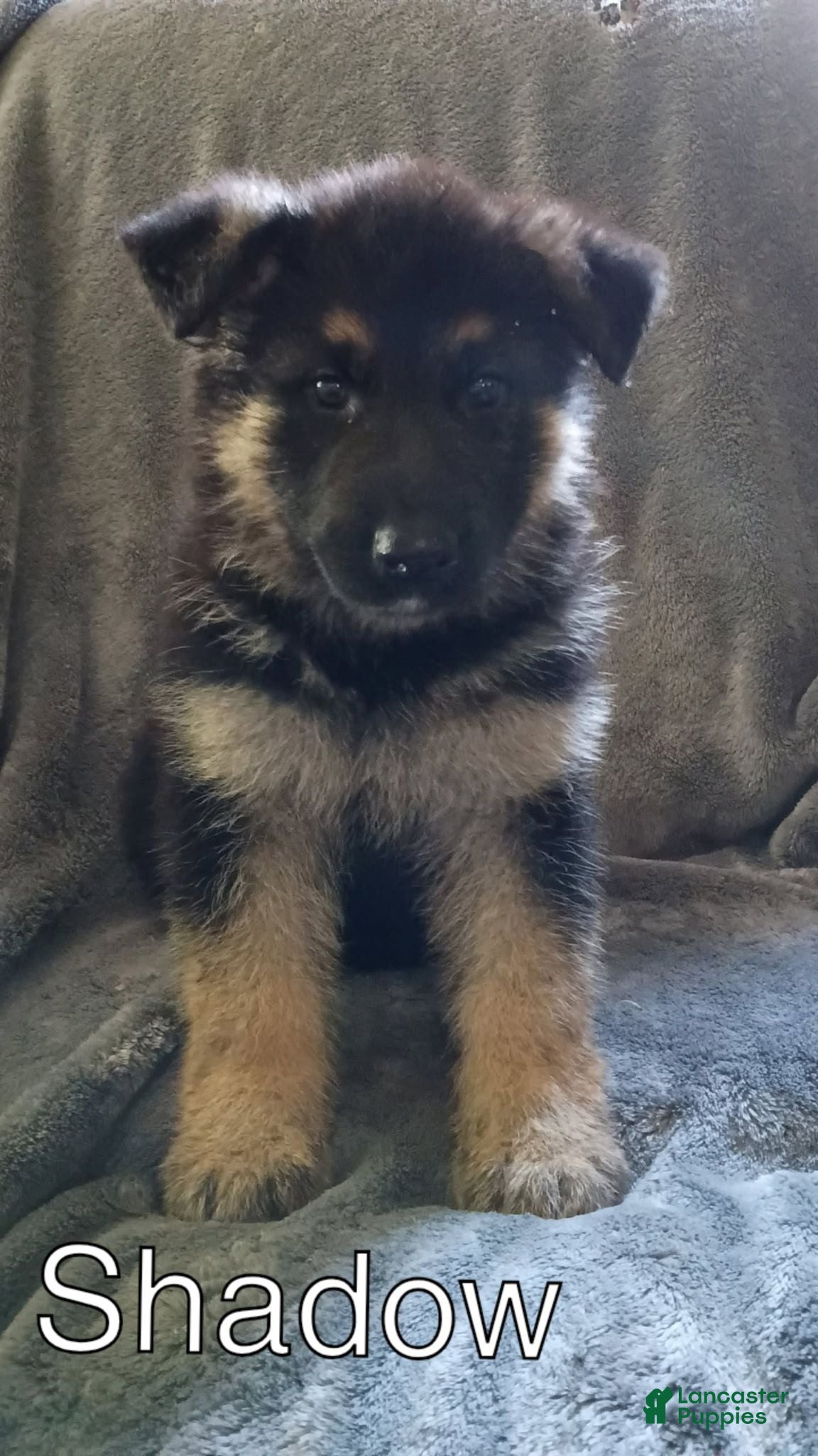 German Shepherd dogs Shadow - Ad 1