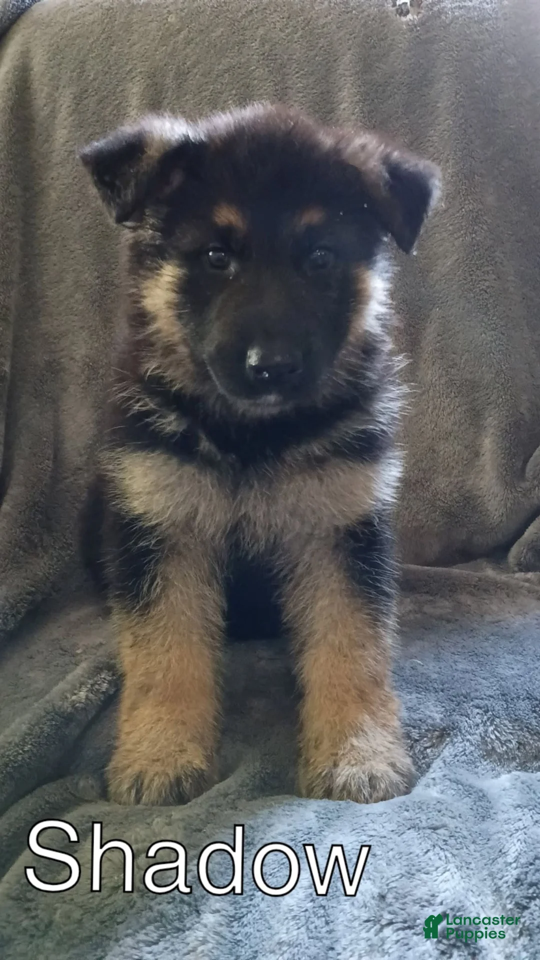 German Shepherd dogs for sale: Shadow - Ad 1