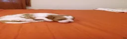 Cavapoo dogs for sale: Cavapoo 1 - Ad 8