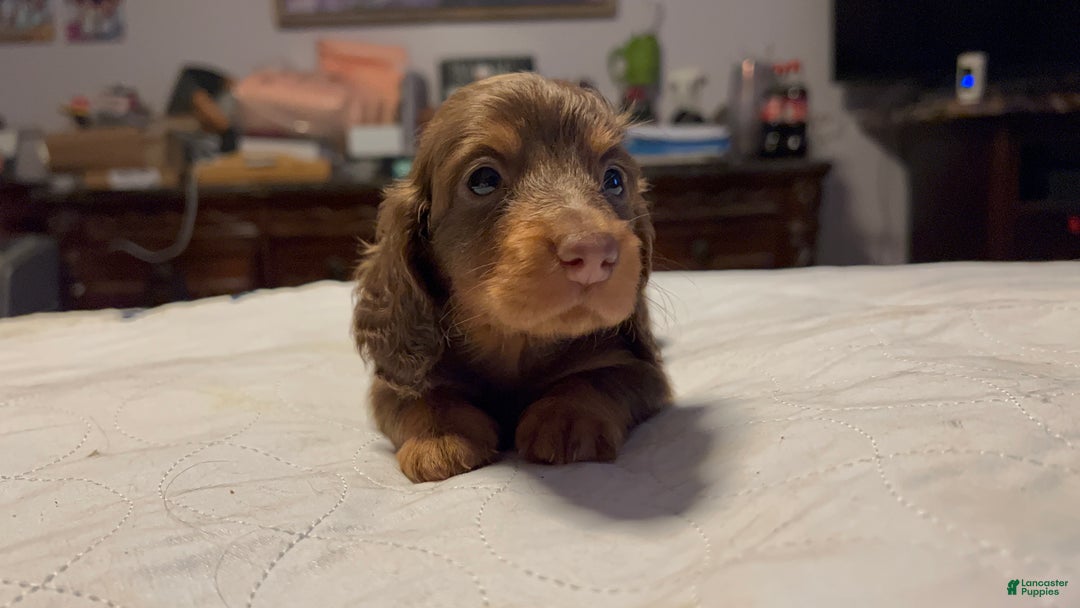 Miniature Dachshund dogs for sale: Russian overbite discounted - Ad 2