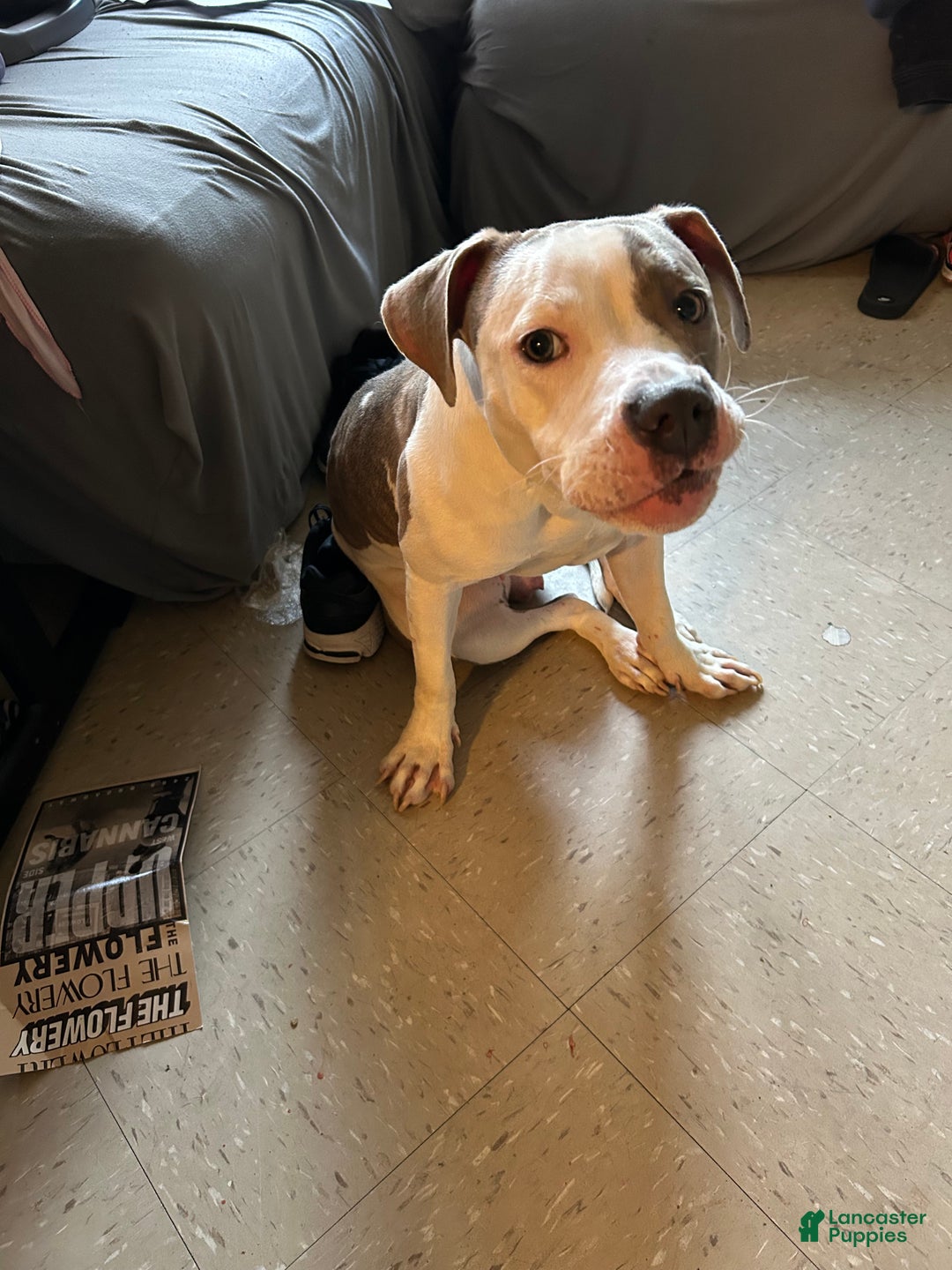 Mixed Breed dogs for sale: Jada - Ad 3