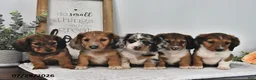Miniature Dachshund dogs for sale: Beulah - Ad 5