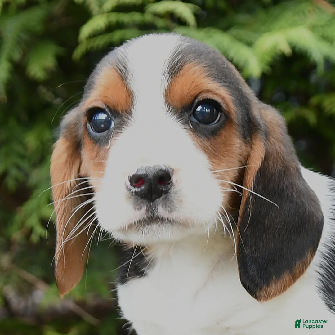Beagle dogs for sale: Rusty - Ad 2
