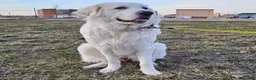 Great Pyrenees dogs for sale: Great Pyrenees Puppy 4 - Ad 3