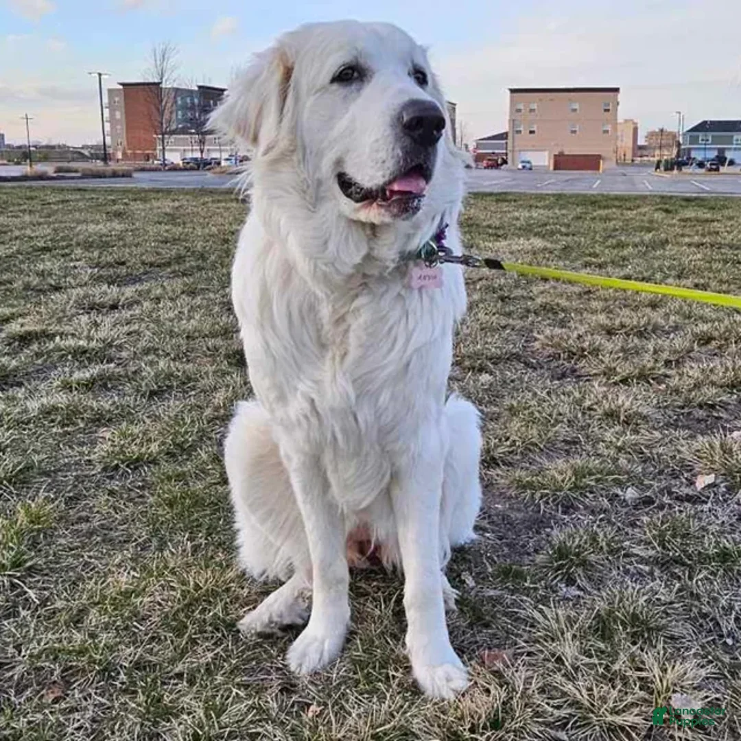 Great Pyrenees dogs for sale: Great Pyrenees Puppy 4 - Ad 3