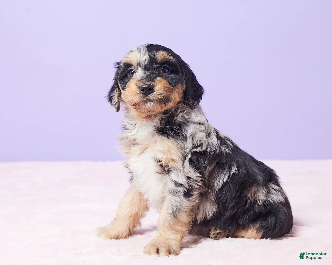 Mini Bernedoodle dogs for sale: Sandy - Ad 3