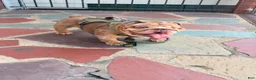 English Bulldog dogs for stud: Tyson  - Ad 2
