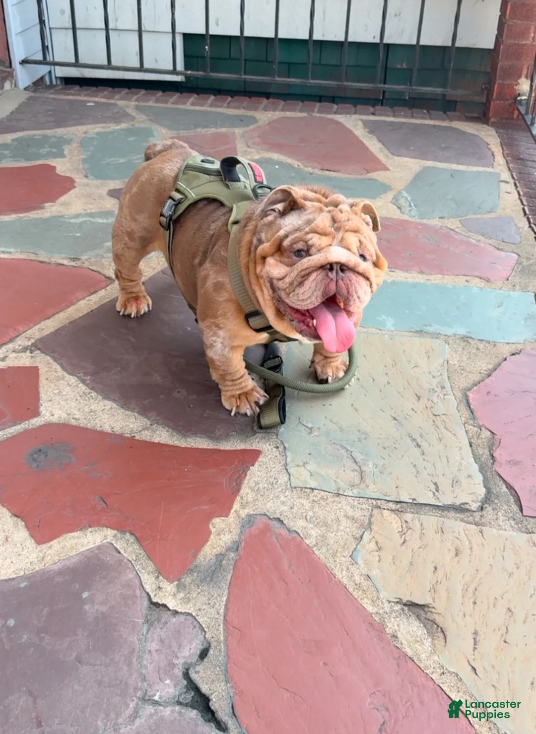 English Bulldog dogs for stud: Tyson  - Ad 2