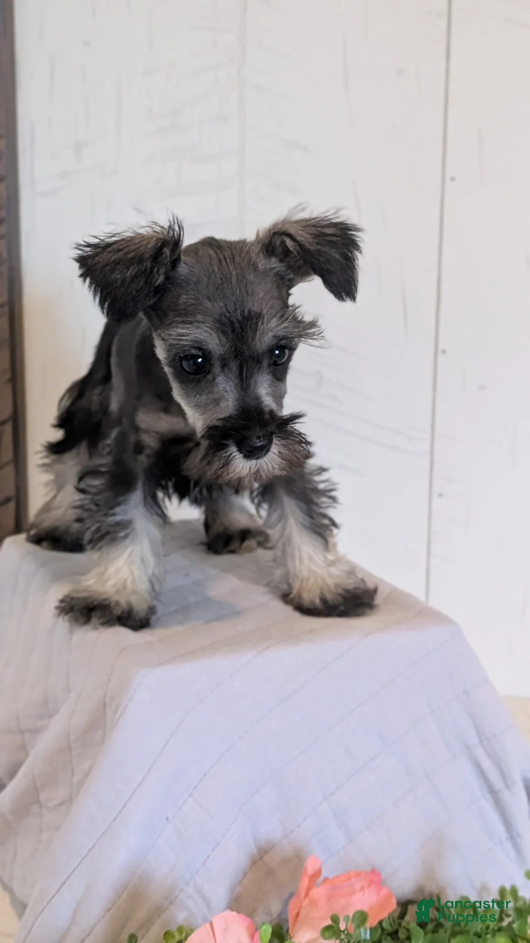 Miniature Schnauzer dogs for sale: Dolly - Ad 2