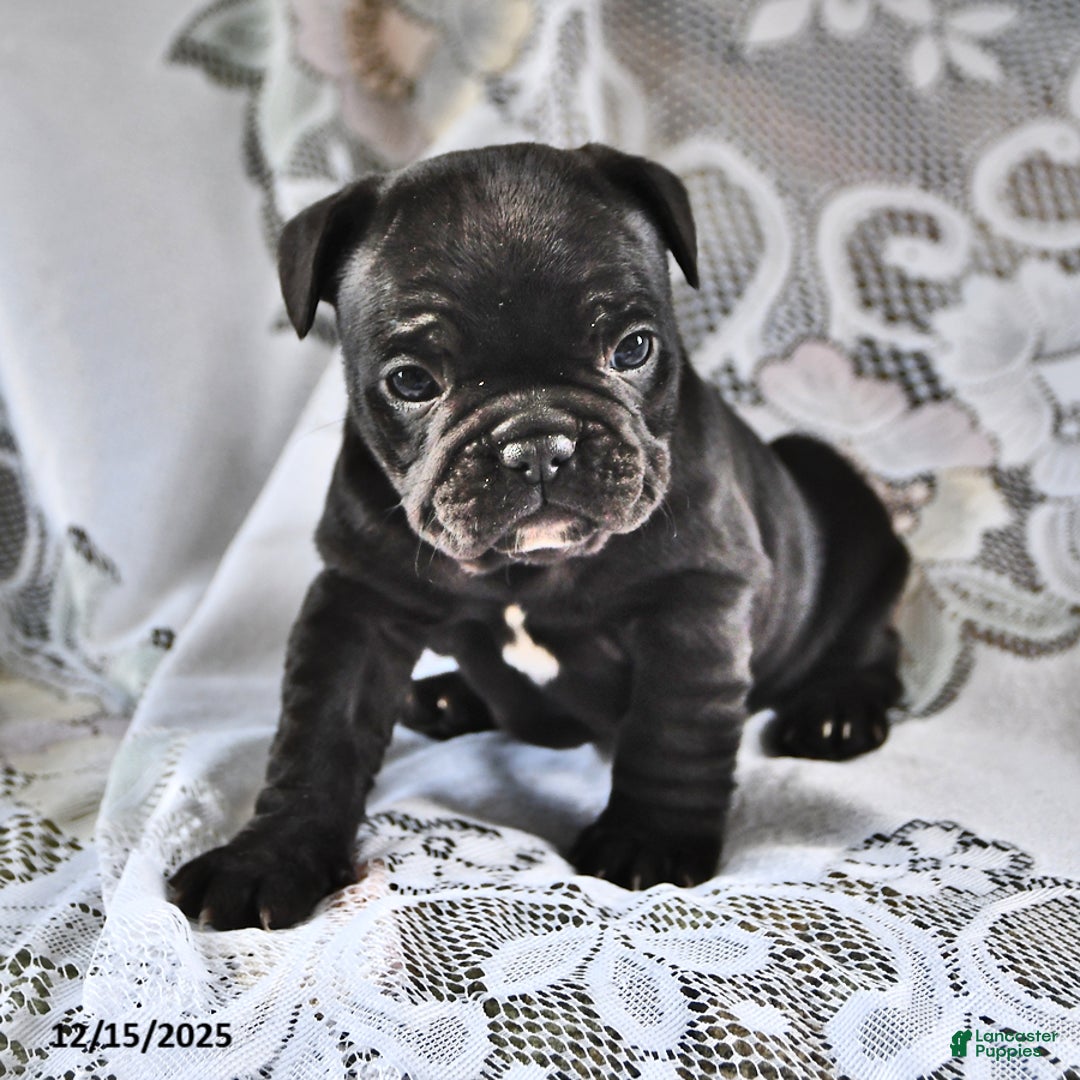 French Bulldog dogs for sale: Hershey - Ad 3