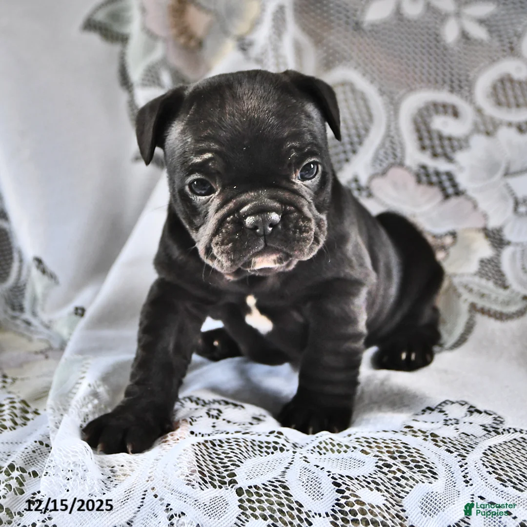 French Bulldog dogs for sale: Hershey - Ad 8