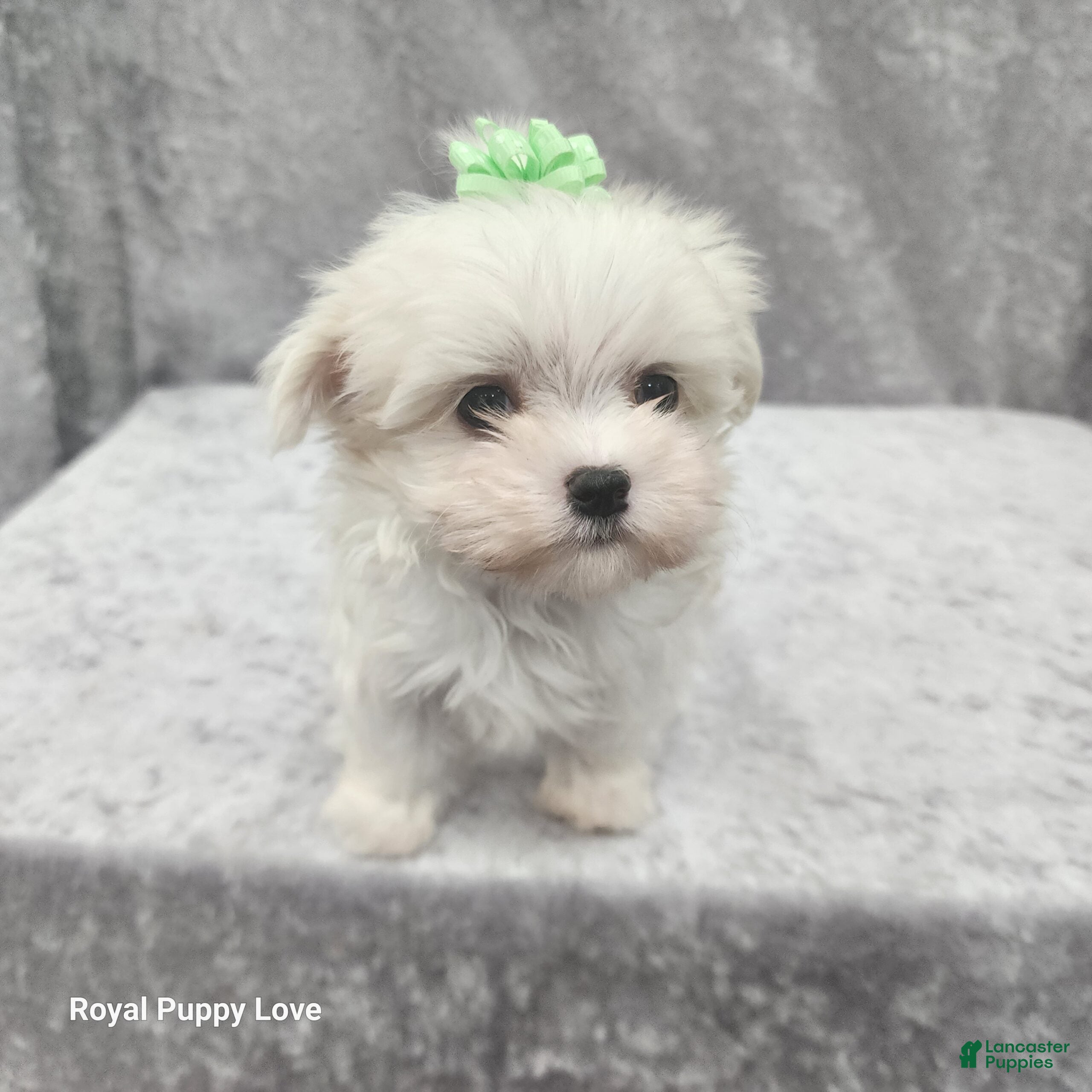 Maltese dogs Sprite - Ad 2