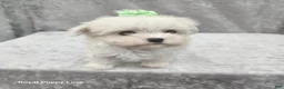 Maltese dogs for sale: Sprite - Ad 1