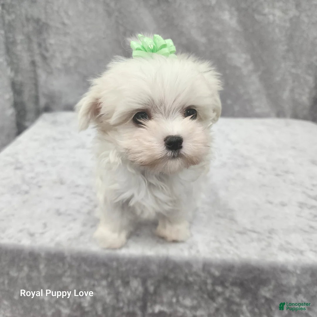Maltese dogs for sale: Sprite - Ad 1