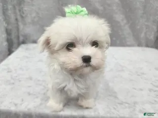 Maltese dogs Sprite - Ad 2