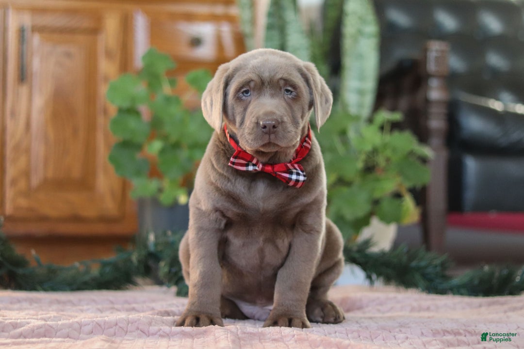Labrador Retriever dogs for sale: Rudulf - Ad 2