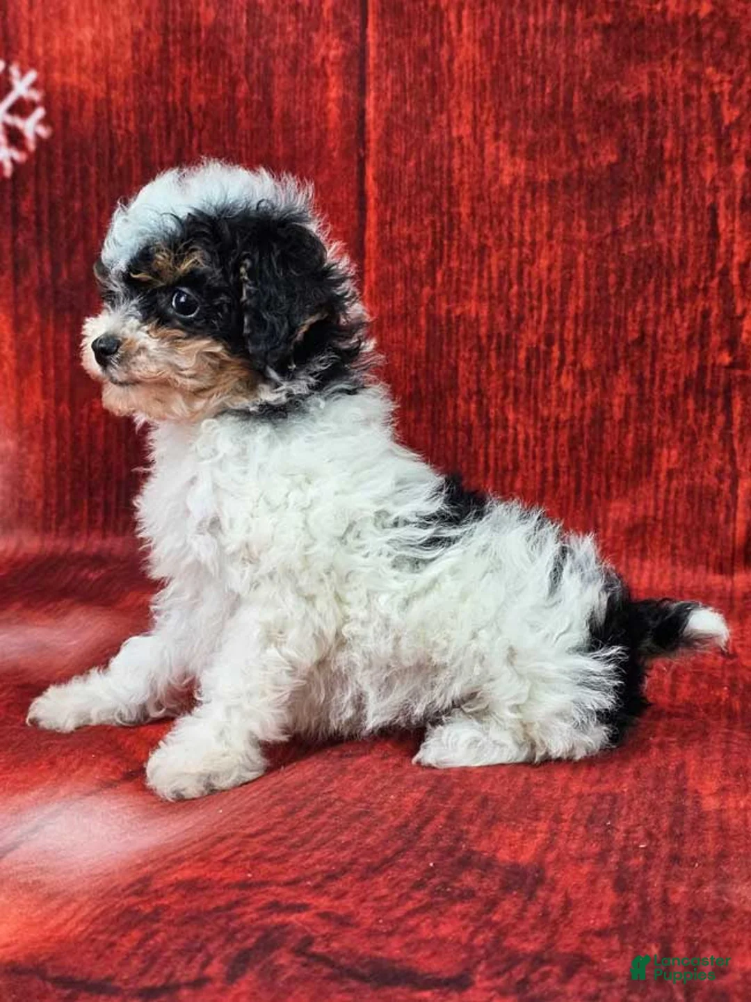 Miniature Poodle dogs for sale: Crispin - Ad 3