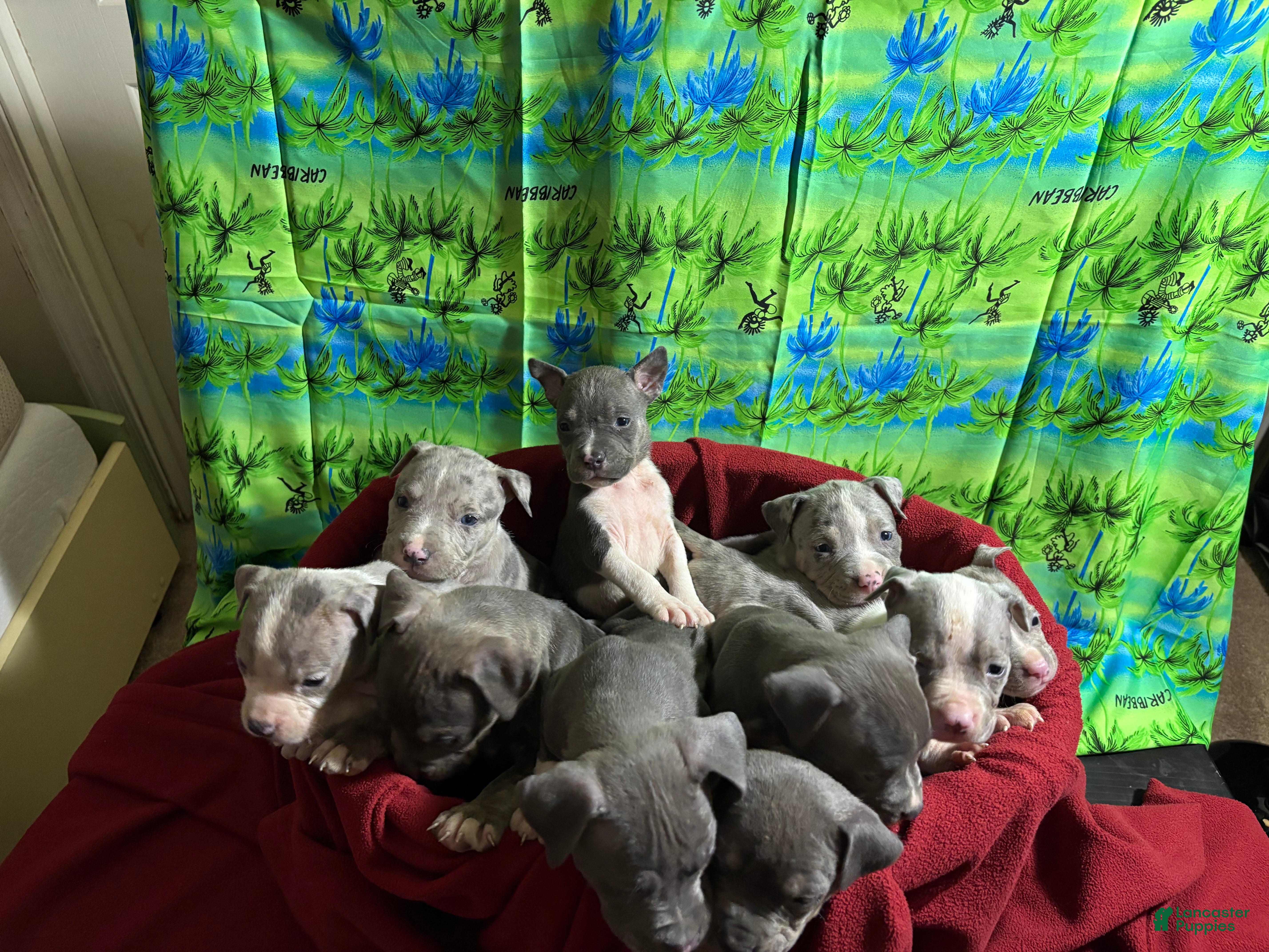 American Pit Bull Terrier dogs American Pit Bull Terrier Puppy 1 - Ad 2