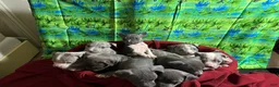 American Pit Bull Terrier dogs for sale: American Pit Bull Terrier Puppy 1 - Ad 2