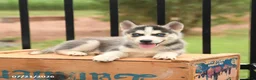 Siberian Husky dogs for sale: Breeze - Ad 3